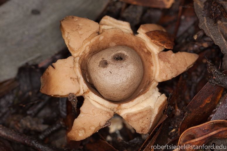 earth star